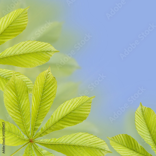 Beautiful green chestnut leaves. Background, Leaves pattern