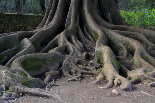 Roots