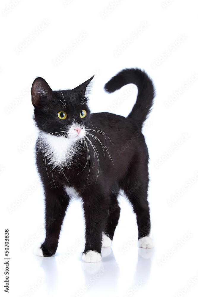 Black-and-white cat. Black-and-white cat.