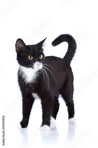 Black-and-white cat.