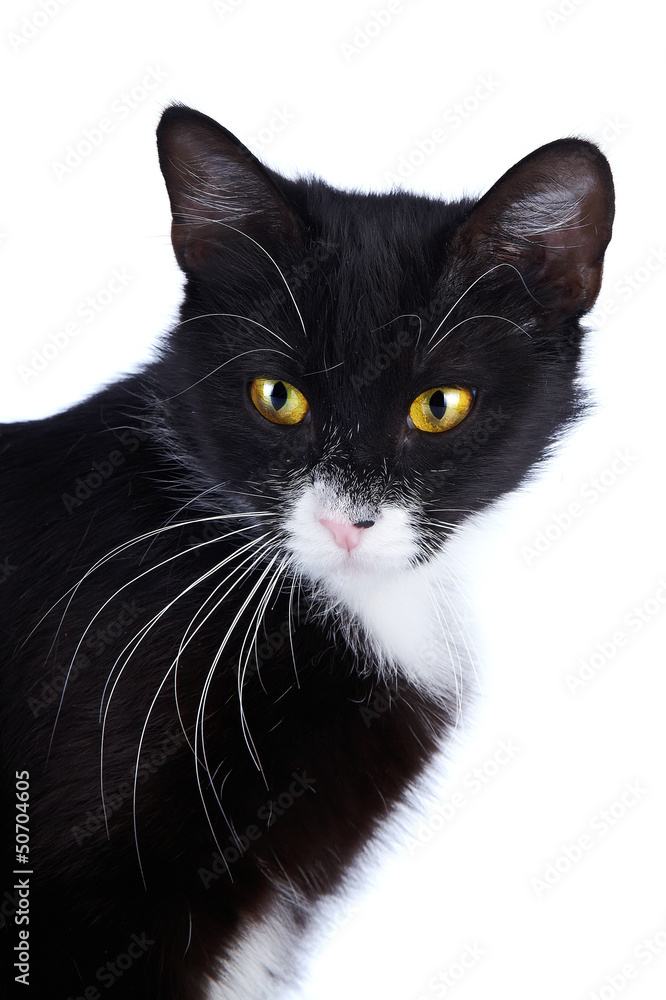 Portrait of a black cat with yellow eyes. Portrait of a black cat with yellow eyes.