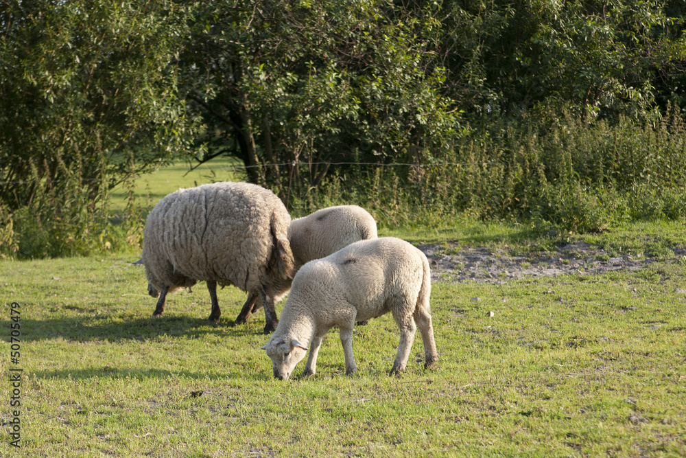 Schafe auf der Wiese Schafe auf der Wiese