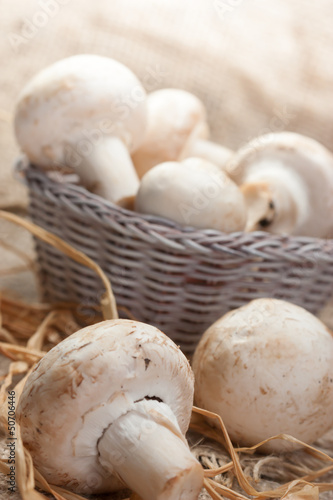 mushroom - champignon