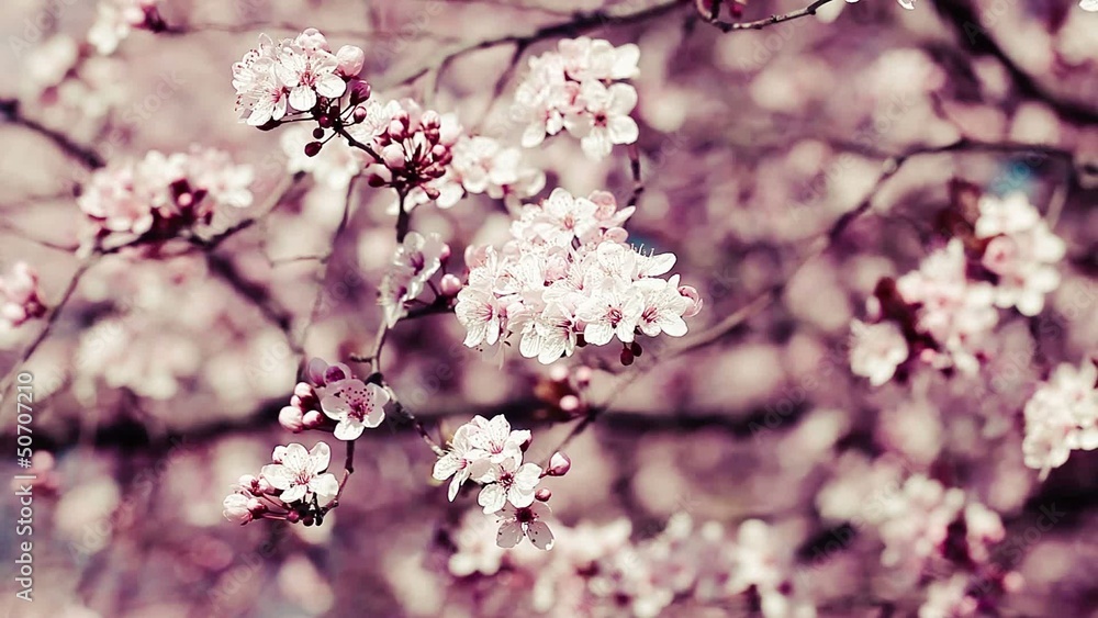 Pink cherry flowers blooming in springtime swining in the wind. Pink cherry flowers blooming in springtime swining in the wind.