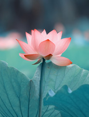 Papier peint photo Fleur de lotus Lotus en floraison majestueuse  © xiaoliangge
