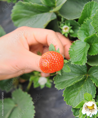 hand holding strawberry fruit