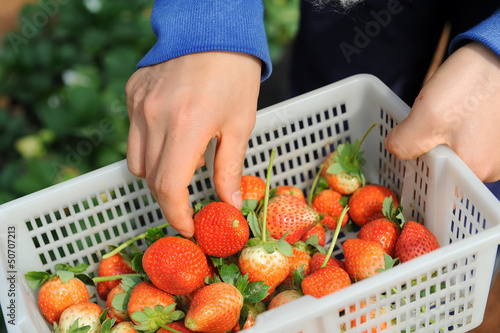strawberries in white plastic punnet photo