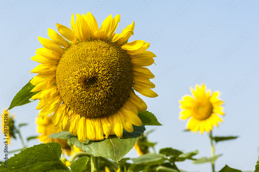 Growing sunflowers under the sunshine Growing sunflowers under the sunshine