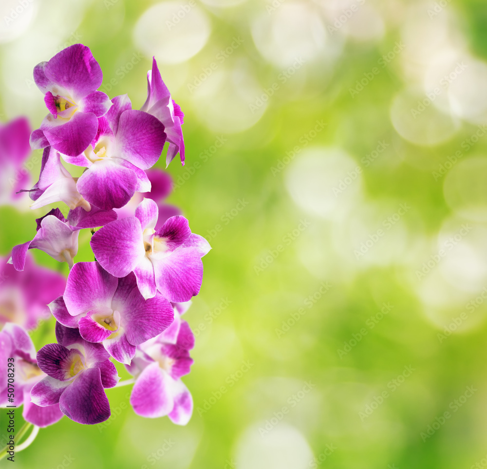 Purple and white orchid flowers on green natural background