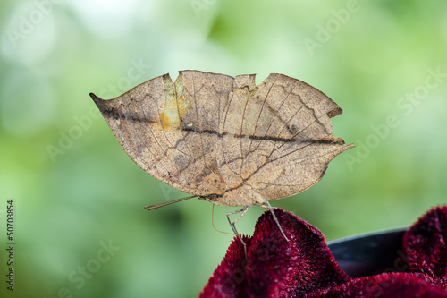 Indian Leaf Butterfly