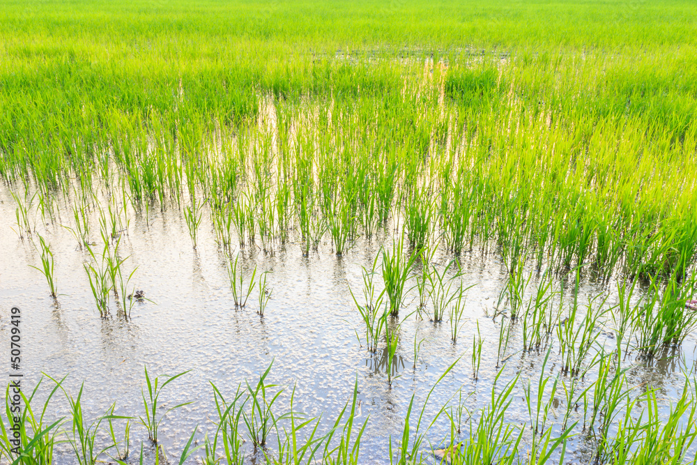 Obraz premium rice field
