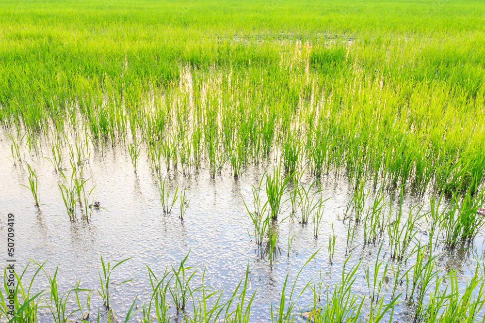 rice field