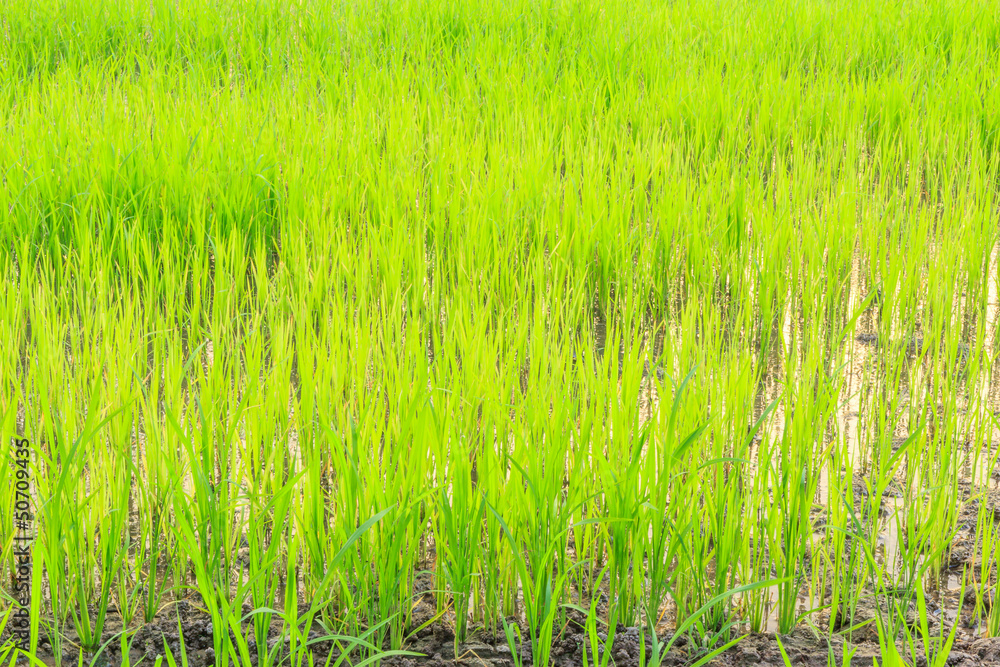 Fototapeta premium rice field