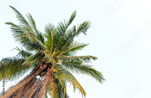 coconut tree