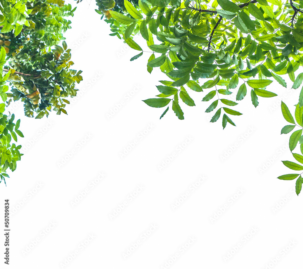 Leaf frame Leaf frame
