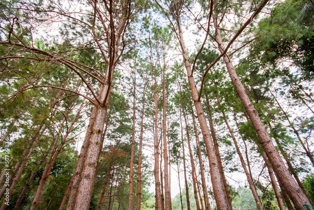 Tree canopy Tree canopy