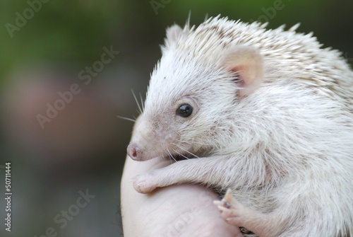 african pygmy hedgehog