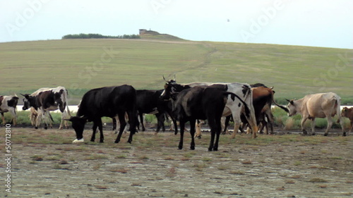 Wallpaper Mural Herd of cattle in the wild ... Torontodigital.ca