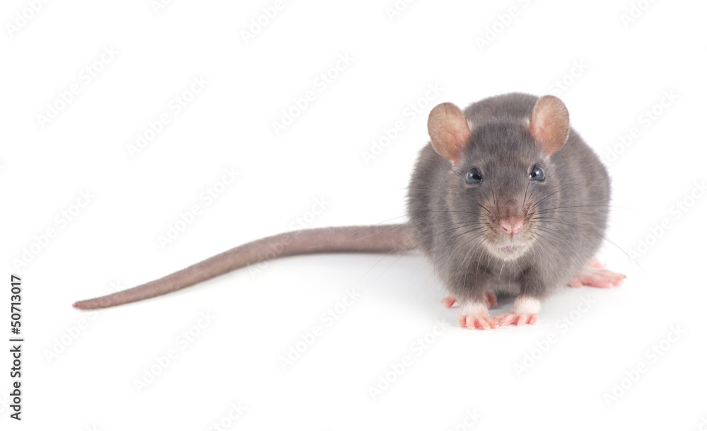 rat rat