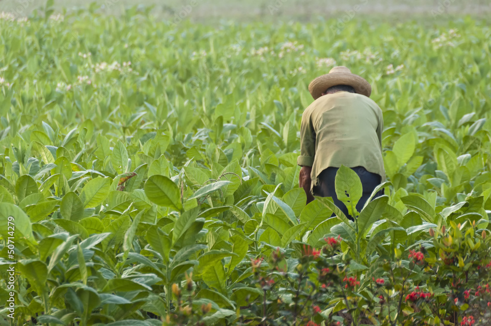 Cuban farmer on the tobacco field Cuban farmer on the tobacco field