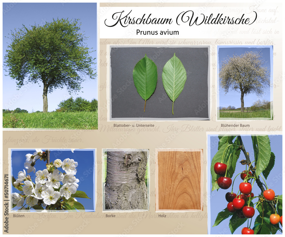 Fototapeta premium Kirschbaum Wildkirsche
