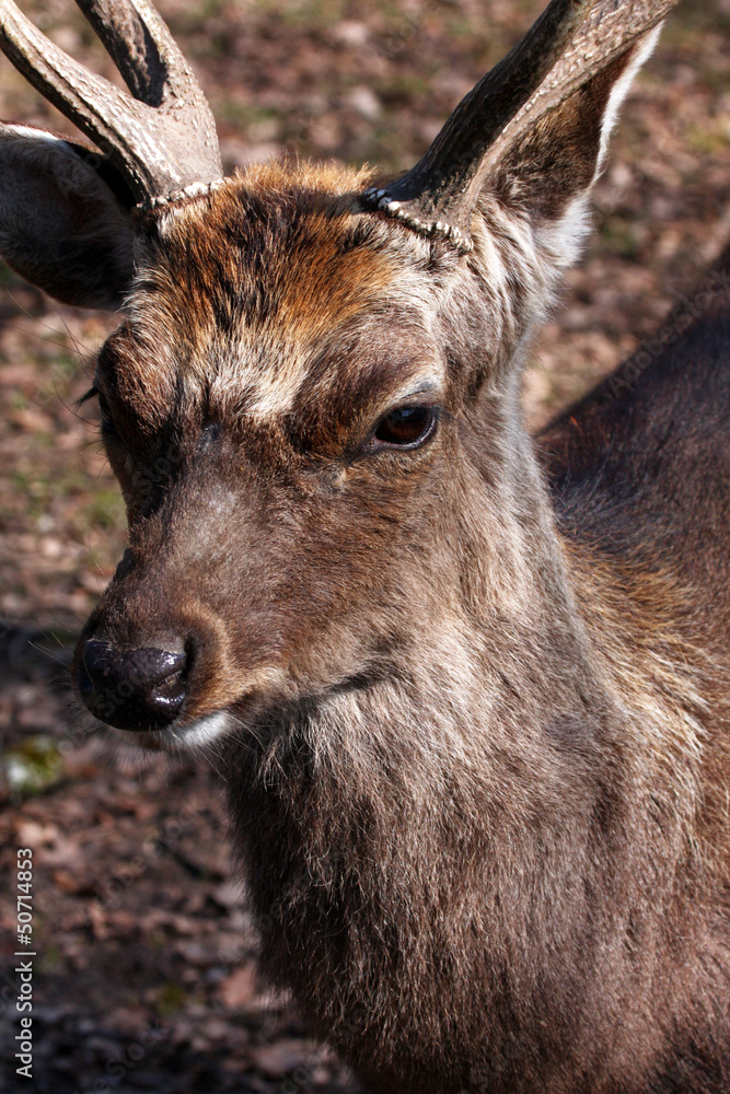 Obraz premium Deer Buck