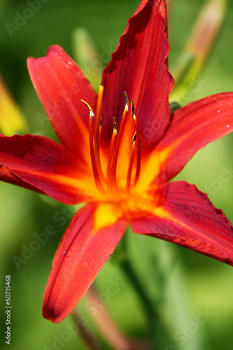 Lily red