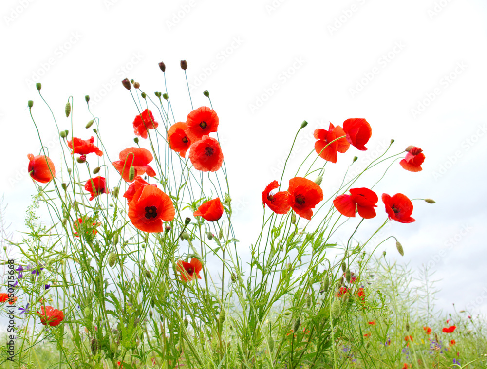 Obraz premium czerwone maki
