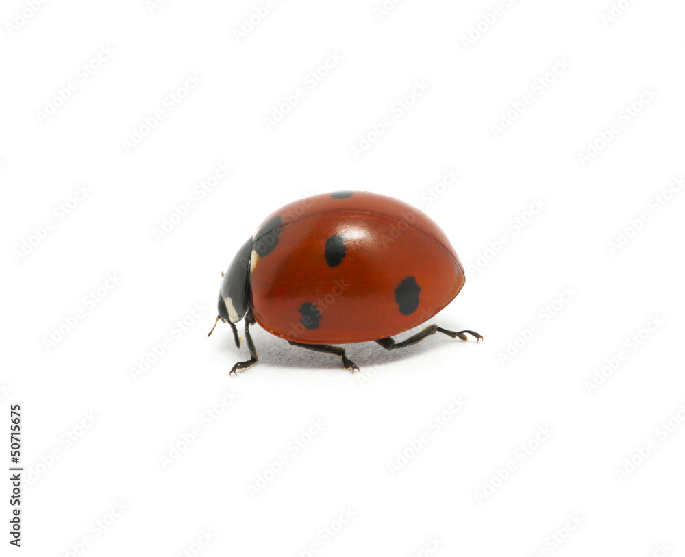 Ladybug Ladybug