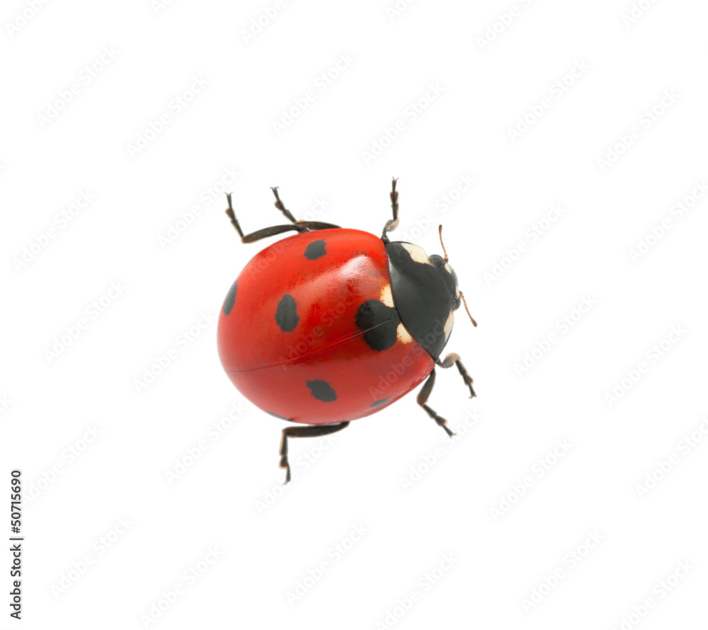 Ladybug Ladybug