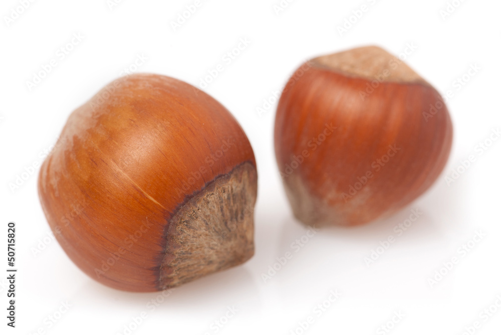 hazelnut hazelnut