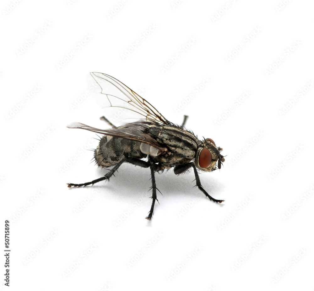macro of fly macro of fly