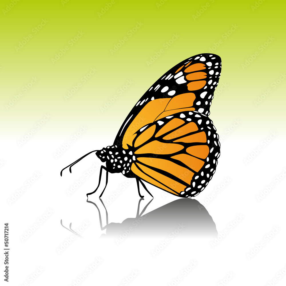 Obraz premium Schmetterling