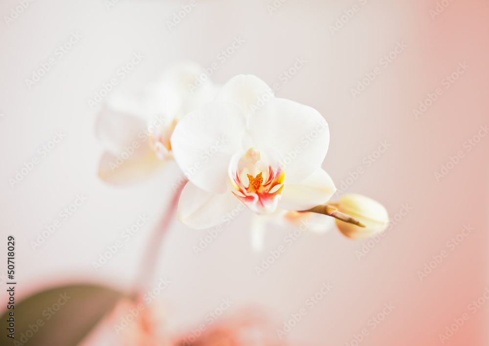 white orchid - obrazy, fototapety, plakaty 