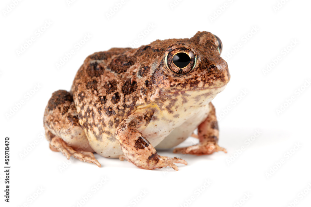 African sand frog (Tomopterna cryptotis) on white African sand frog (Tomopterna cryptotis) on white