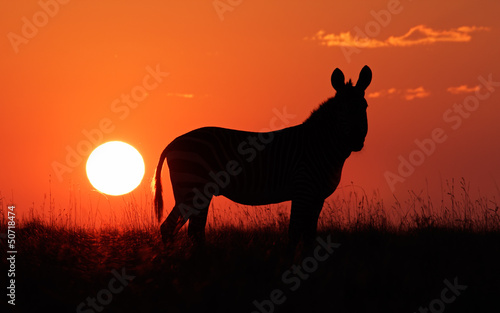 Mountain Zebra silhouetted against a red sunrise