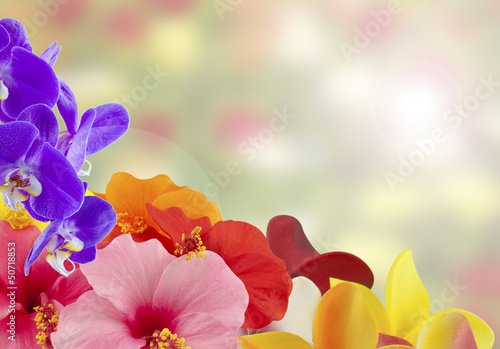 Fototapeta Naklejka Na Ścianę i Meble -  des fleurs dans un angle