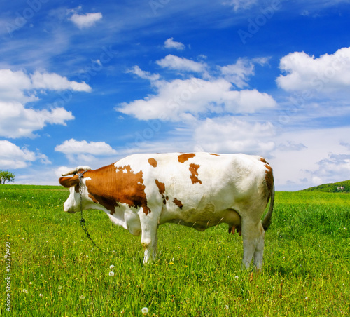 Cow on green field