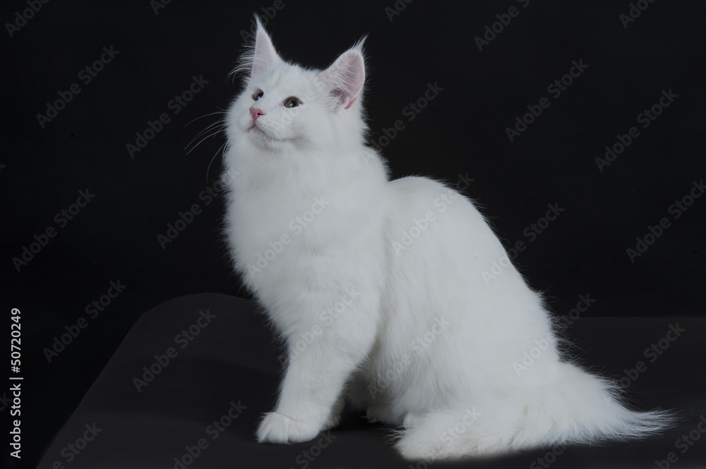 Obraz premium gatto bianco 3