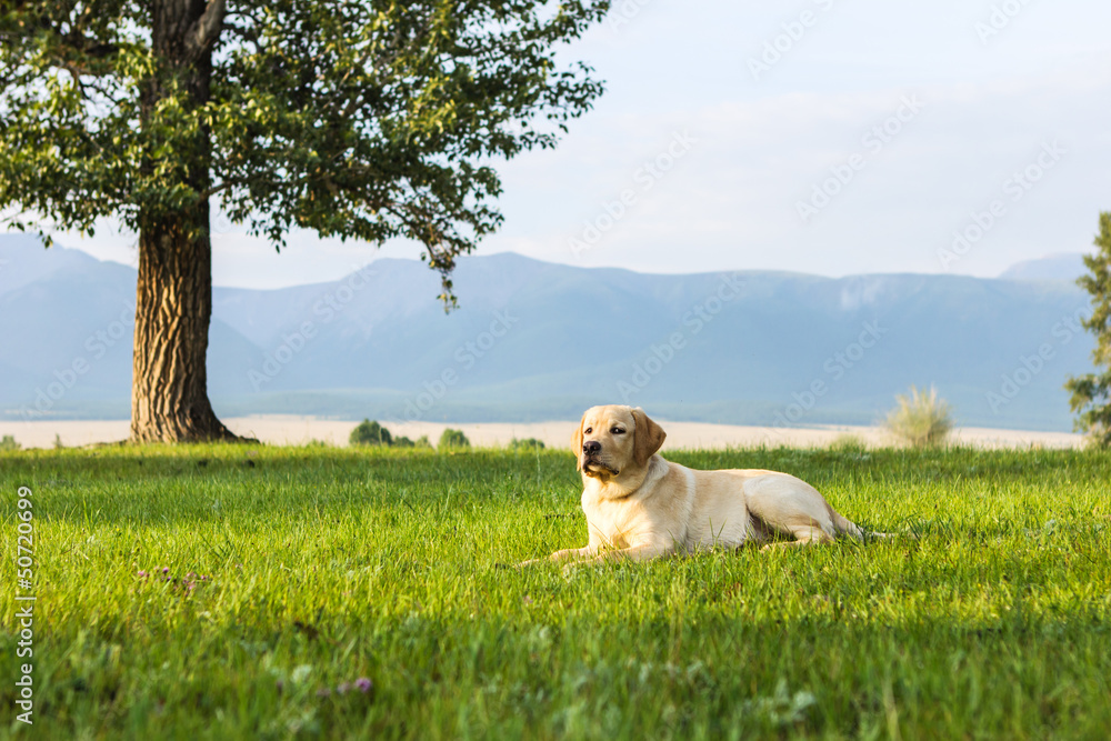 Fototapeta premium The golden retriever lies under tree