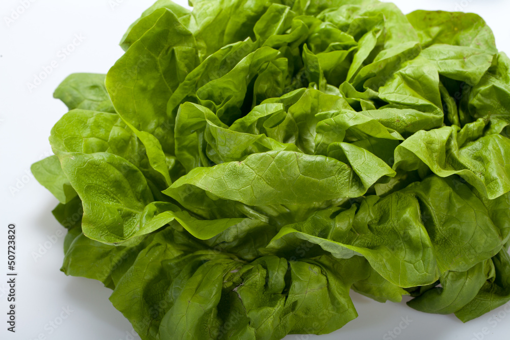 Fresh green Lettuce salad isolated on white background Fresh green Lettuce salad isolated on white background