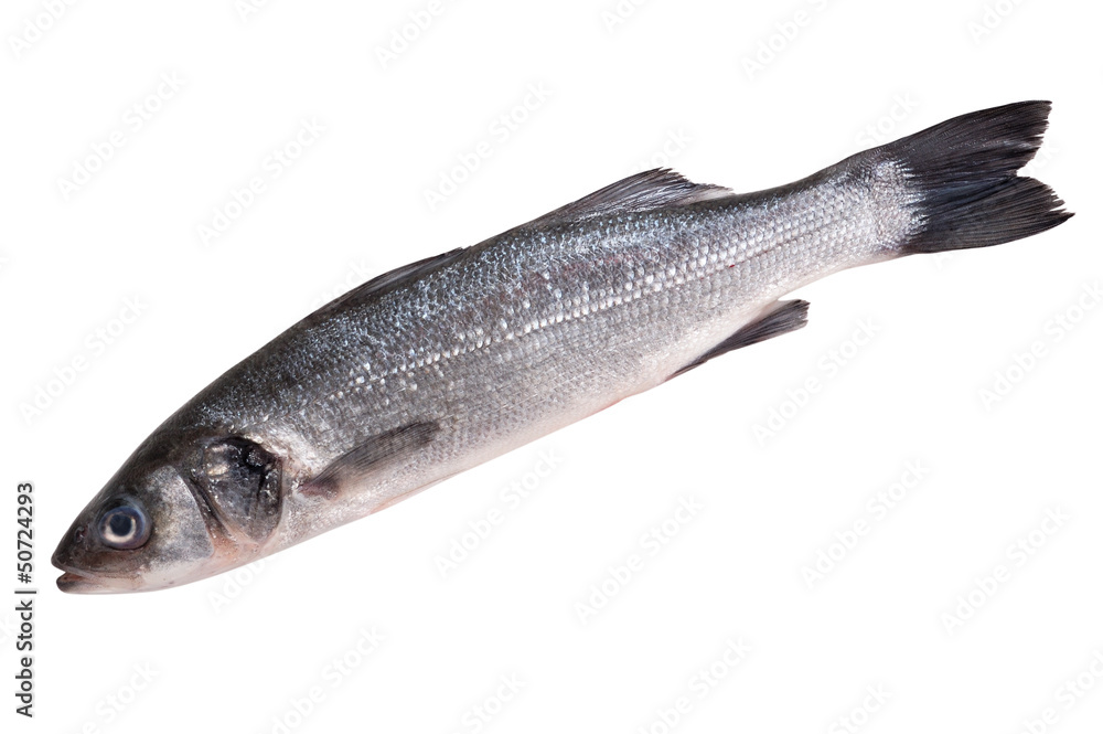 raw seabass raw seabass