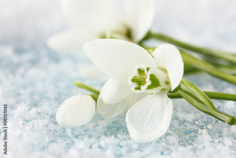 Bouquet of snowdrop flowers, on snow background