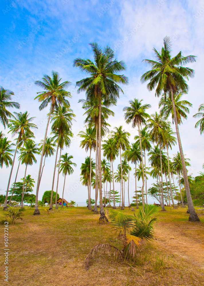 Palm trees on the beach under the blue sky