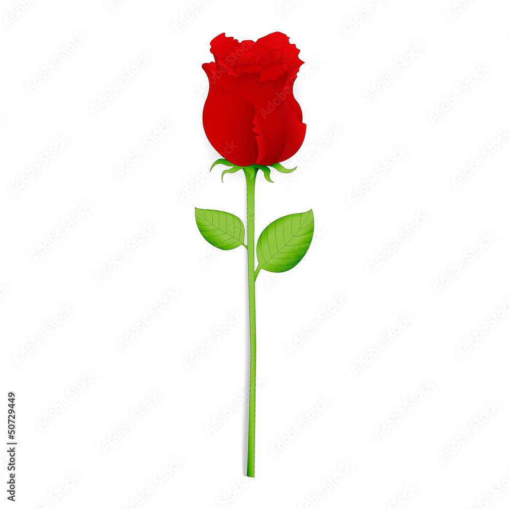 Beautiful red rose Beautiful red rose