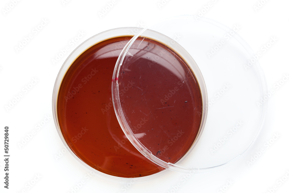 a Petri dish, on white background a Petri dish, on white background