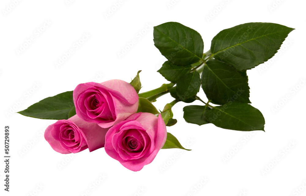 Naklejka premium Three pink roses