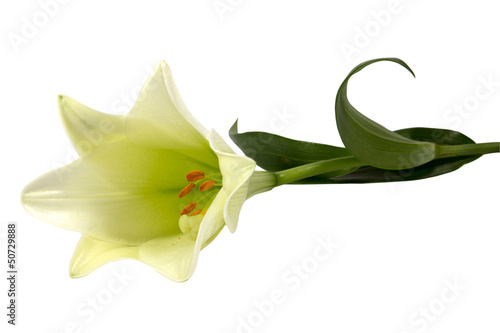 White lilly flower