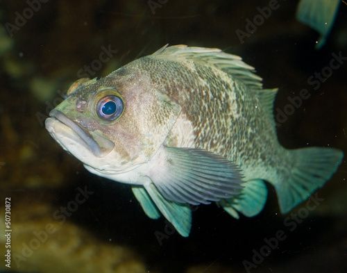Fish on Display in a Salt Water Aquarium