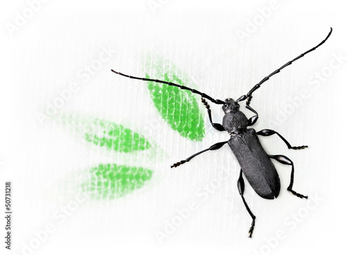beetle "Cerambyx dux"